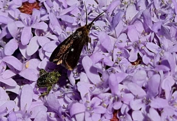 Pseudoselago flowers walked upon